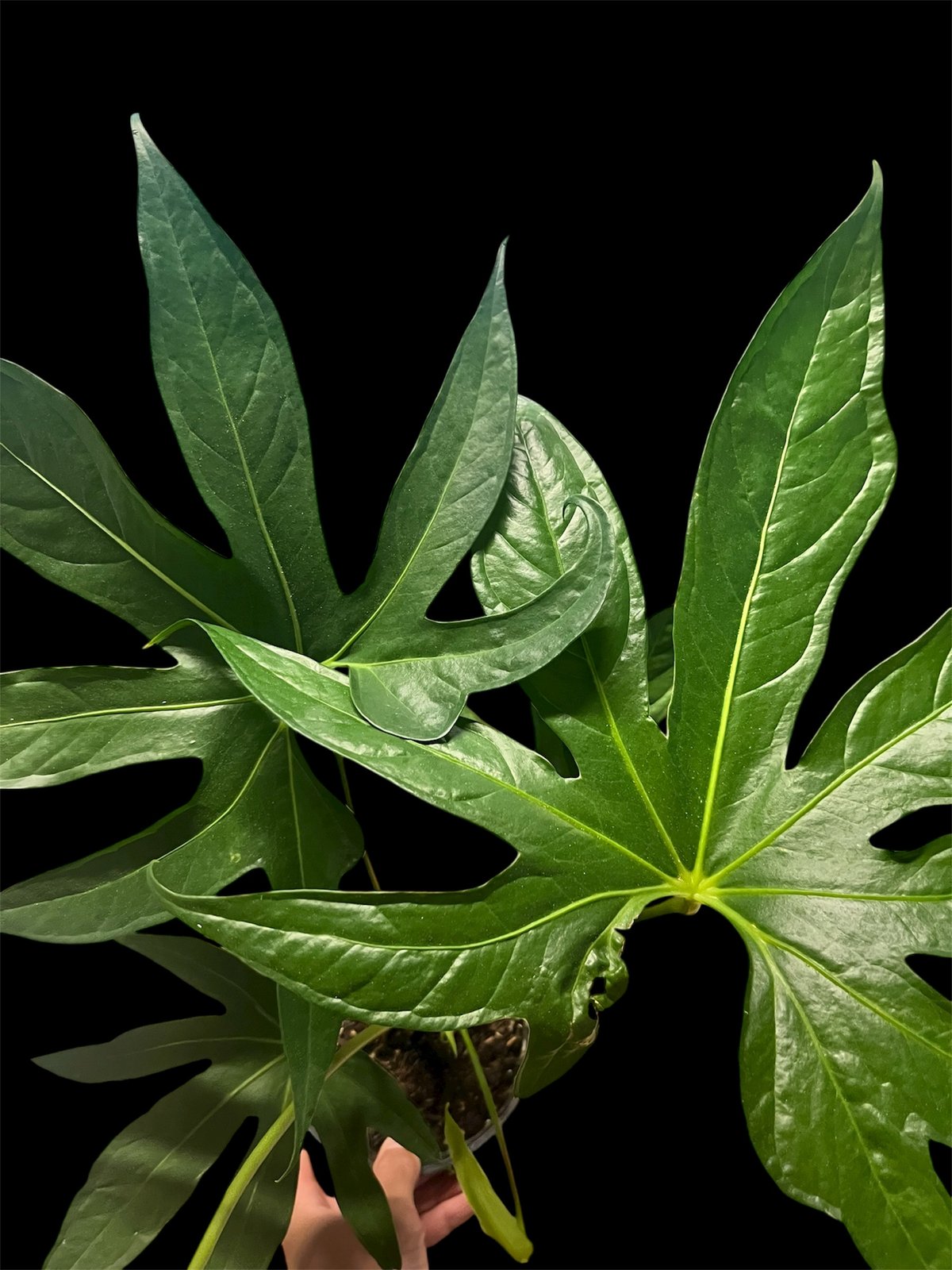 アンスリウム ペダトラディアツム | GREEN LUCK