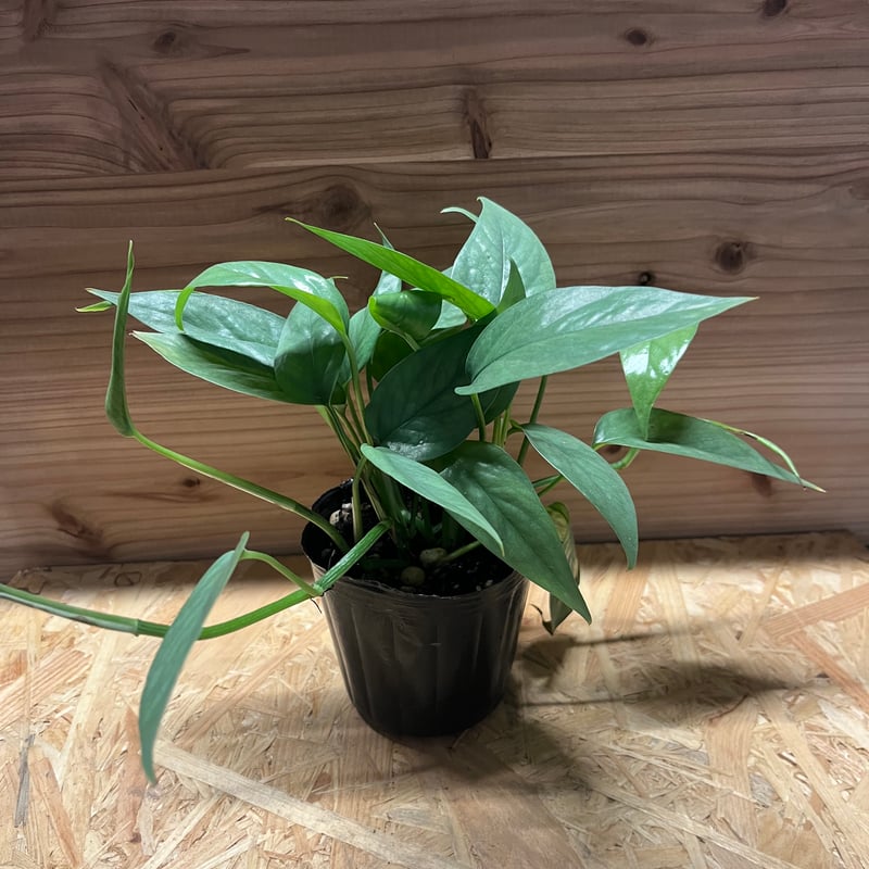 エピプレナム ピナツム セブブルー | GREEN LUCK