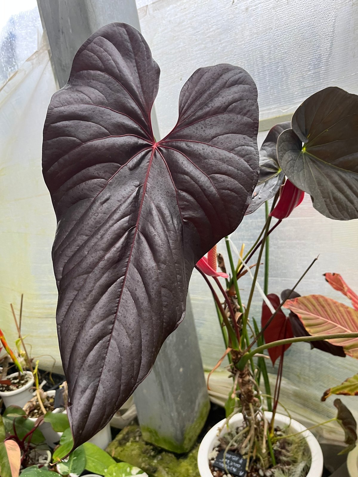 アンスリウム チャンベラニアナム 'ロムズレッド' | GREEN LUCK