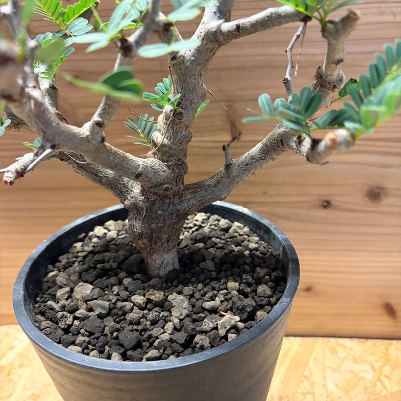 センナ メリディオナリス | GREEN LUCK