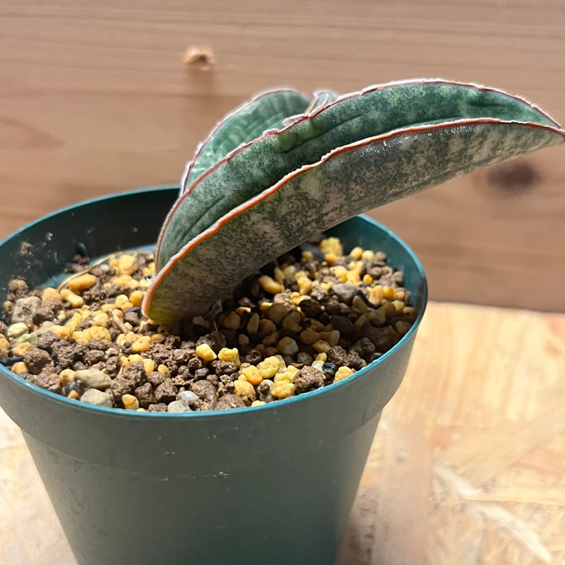 セール対象外　斑入り　サンセベリア　ピンクバット　サンスベリア サンセベリア ハリー ピンクバット | いかれ植物屋