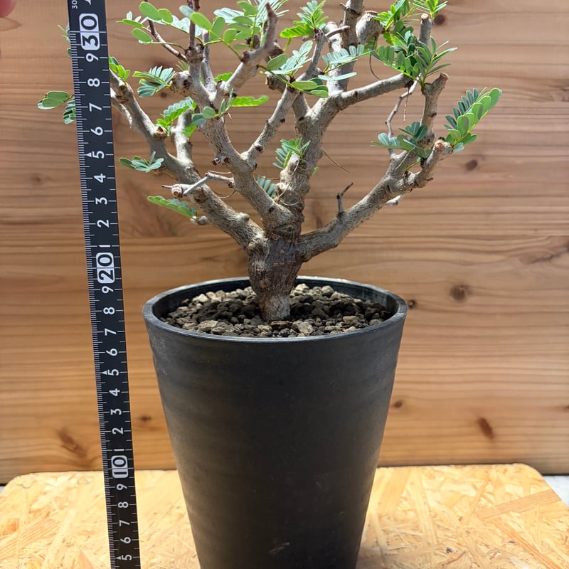 センナ メリディオナリス | GREEN LUCK