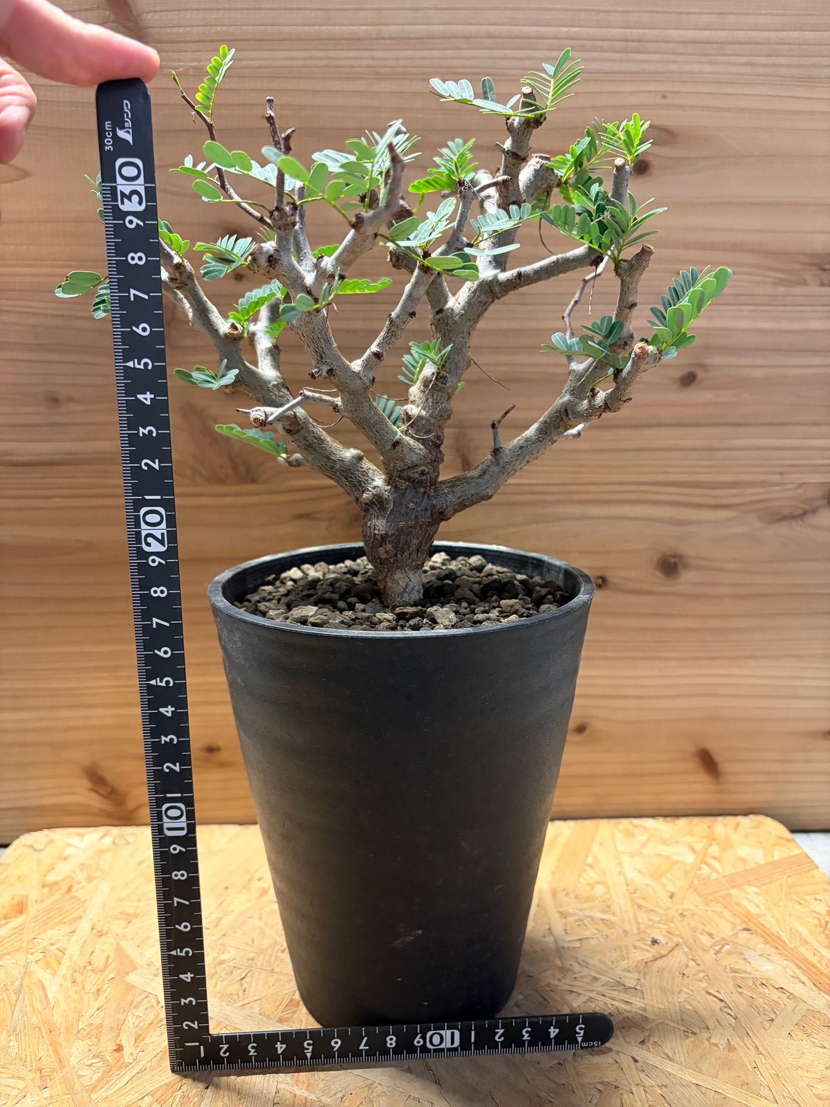 センナ メリディオナリス | GREEN LUCK