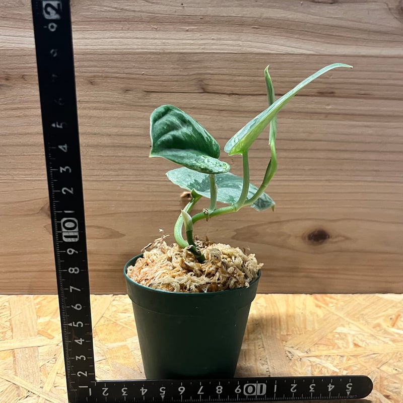 スキンダプサス エキゾチカ ホログラム | GREEN LUCK