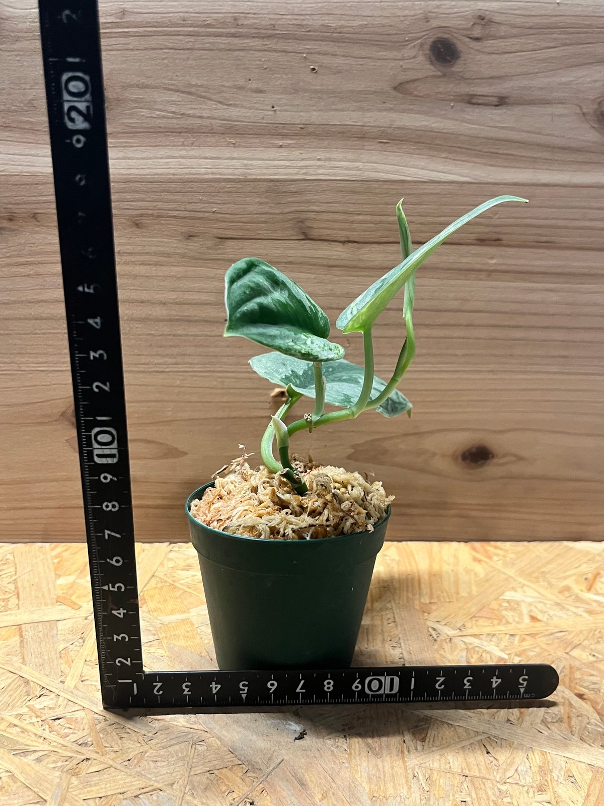 ①スキンダプサス アポラキ,スキンダプサス エキゾチカホログラムバリエガータ ①スキンダプサス アポラキ,スキンダプサス エキゾチカ