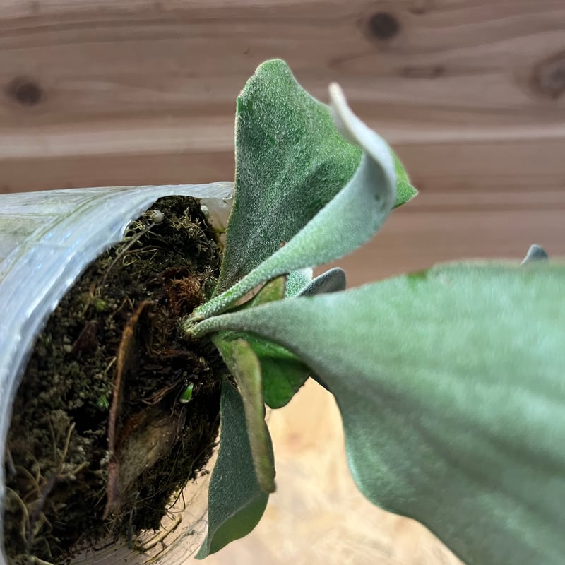 ビカクシダ スノーホワイト | GREEN LUCK