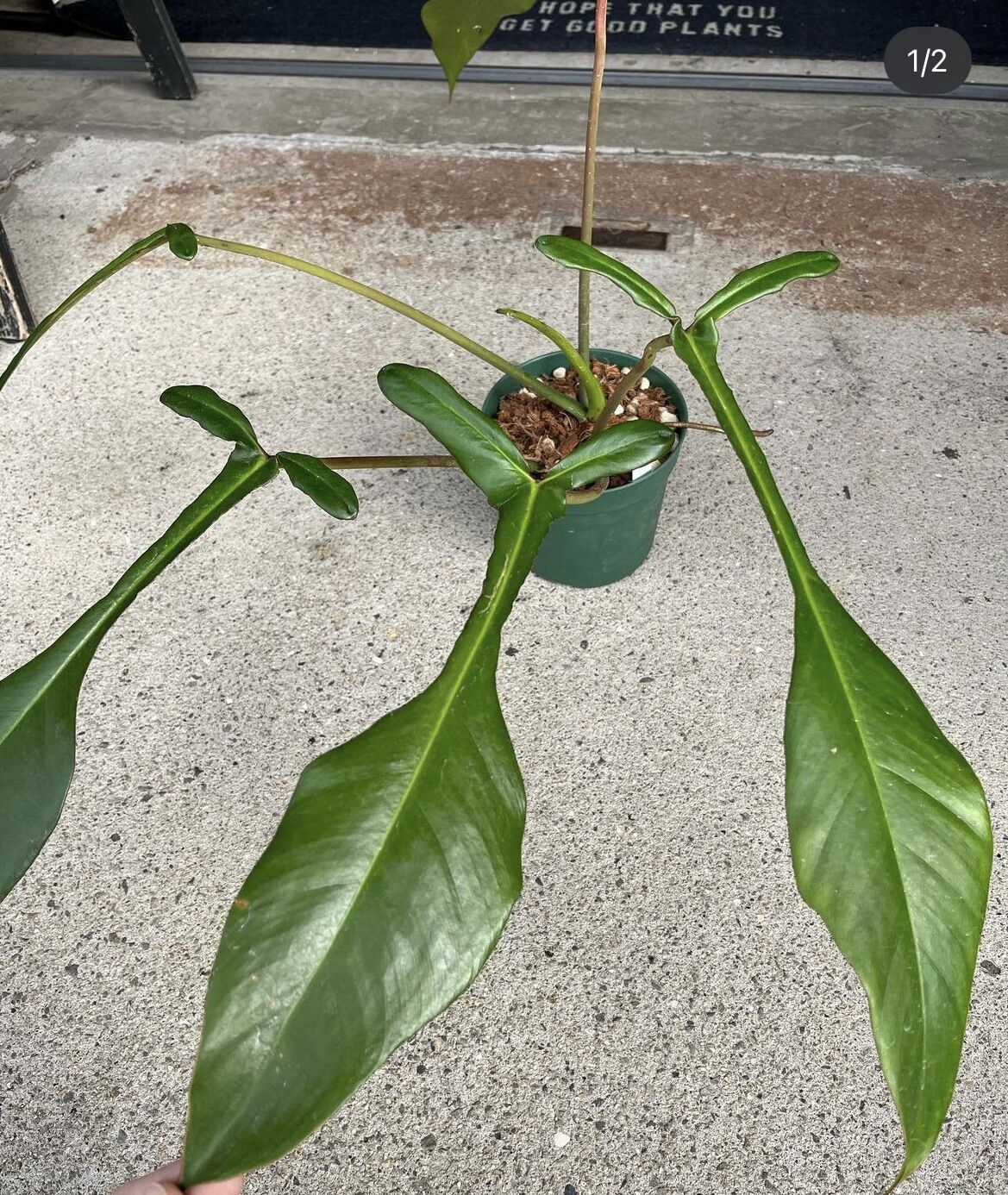 フィロデンドロン・ジョーピィPhilodendron joepii