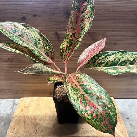 [いちごタグ付き]アグラオネマピクタム スタープラチナ いちごタグ付き]アグラオネマピクタム スタープラチナ - メルカリ