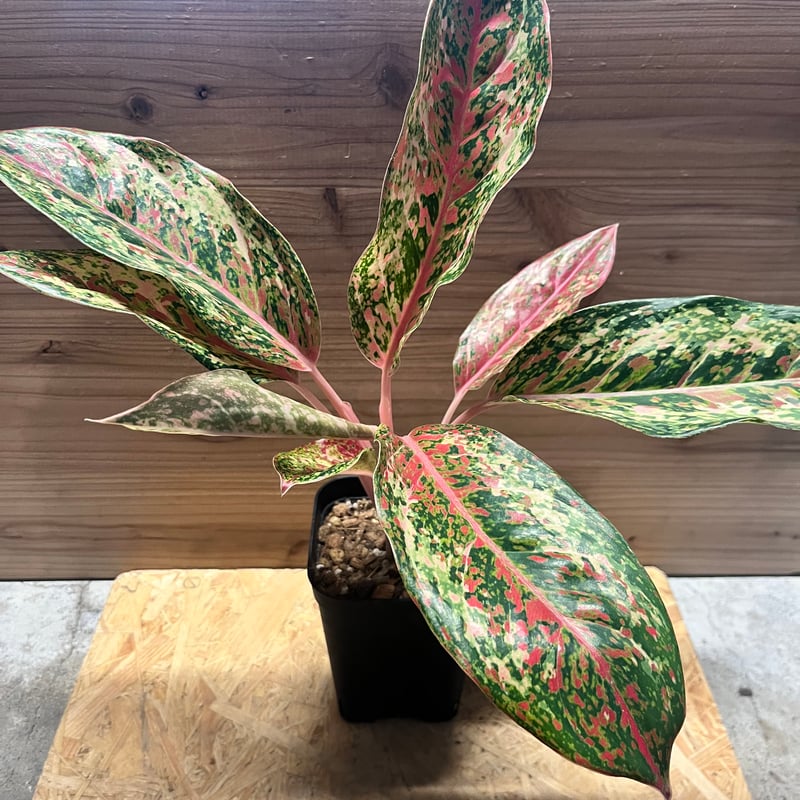 アグラオネマ Aglaonema NO.20 アグラオネマ LA1016-03j アグラオネマ