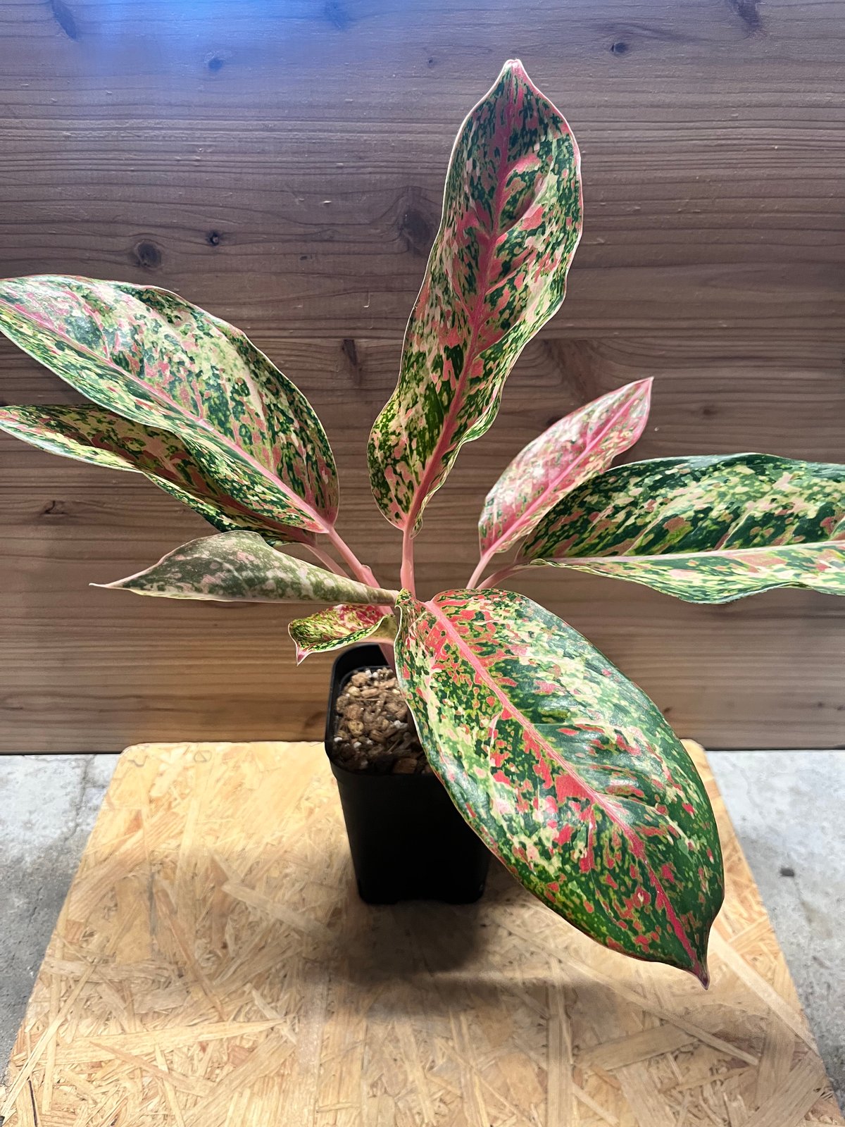 アグラオネマ 20カラット | GREEN LUCK