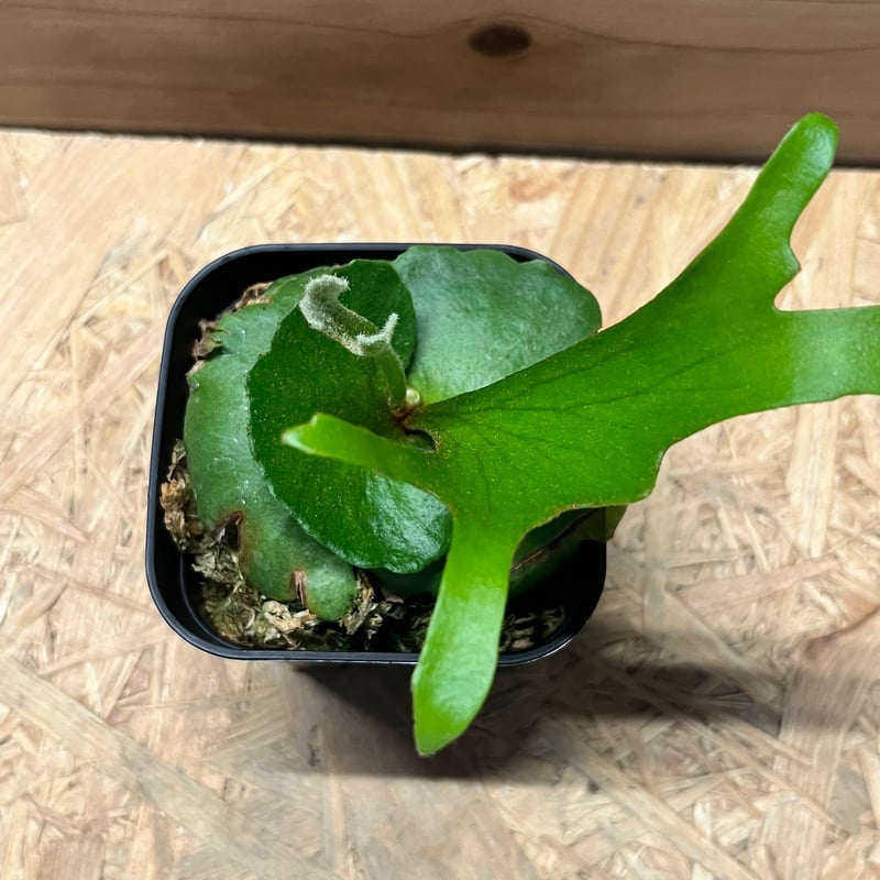 キッチャクード thin&dwarf ビカクシダ キッチャクード thin&dwarf ビカクシダ ビカクシダ