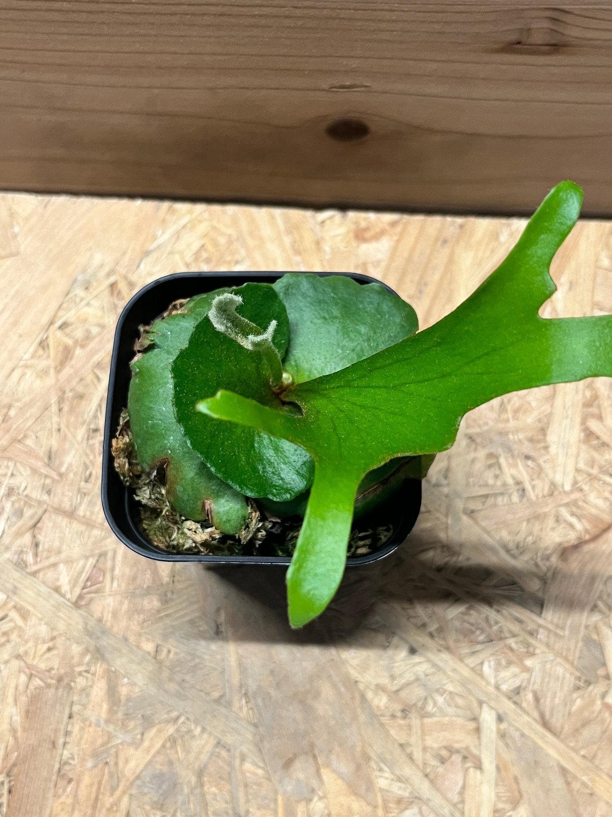 写真追加　キッチャクードthin ビカクシダ ビカクシダ キッチャクード細葉 「Platycerium kitshakood thin l