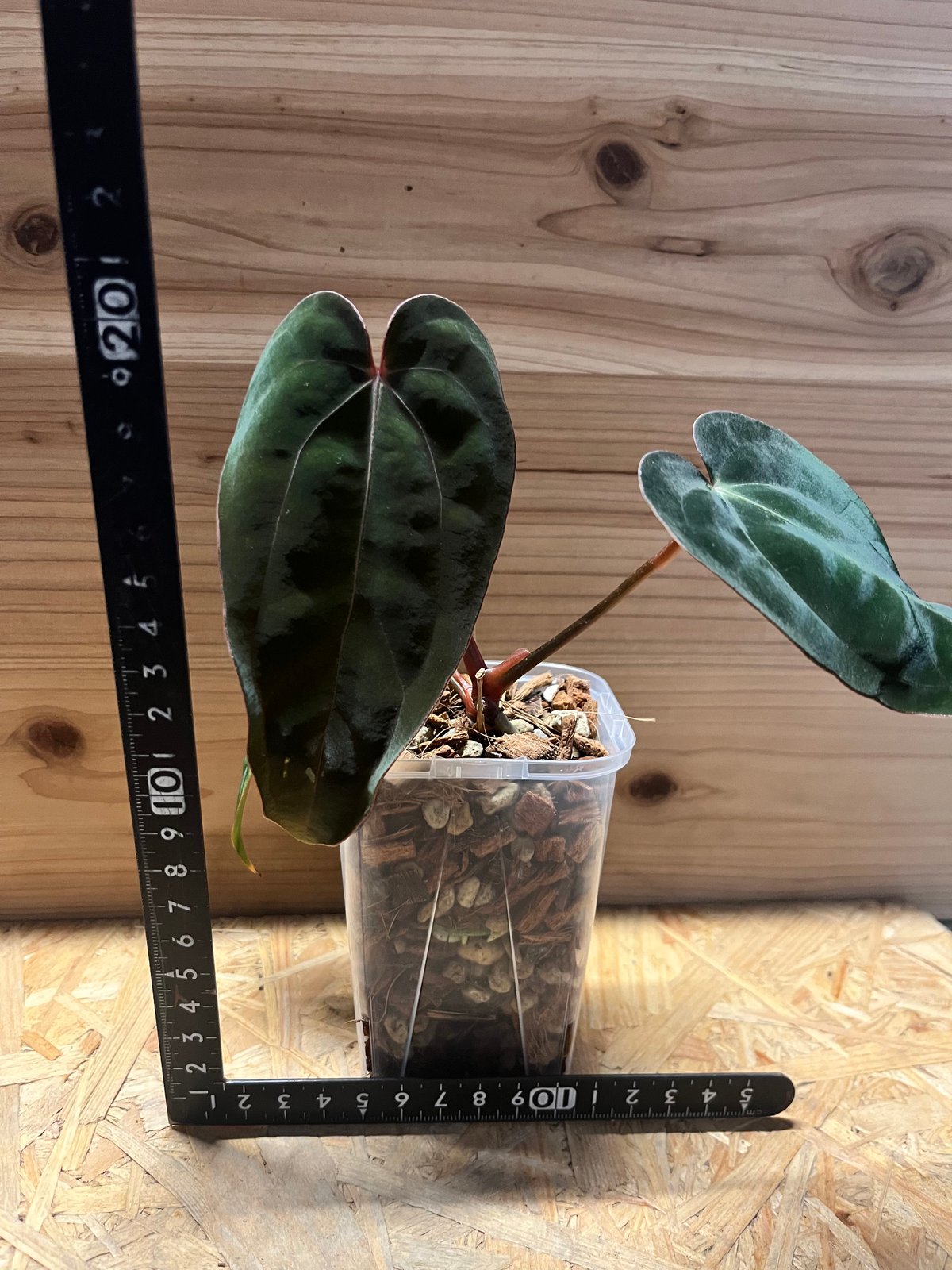 アンスリウム カーラブラッキー×アントラキー×エースオブ