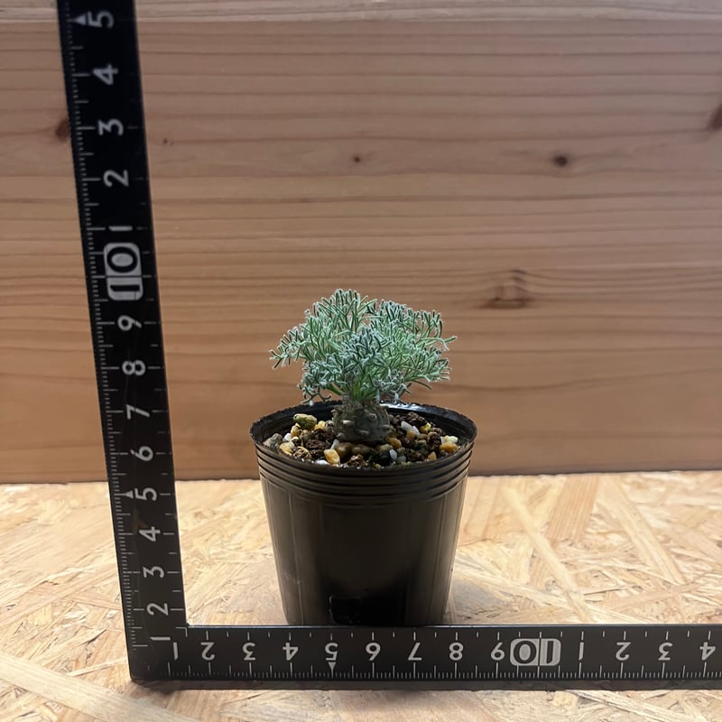 モンソニア ペニクリナム | GREEN LUCK