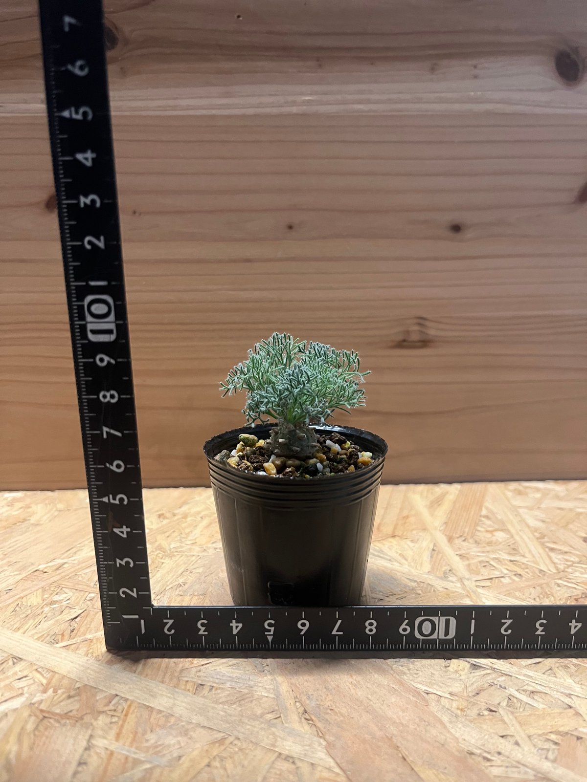 モンソニア ペニクリナム | GREEN LUCK