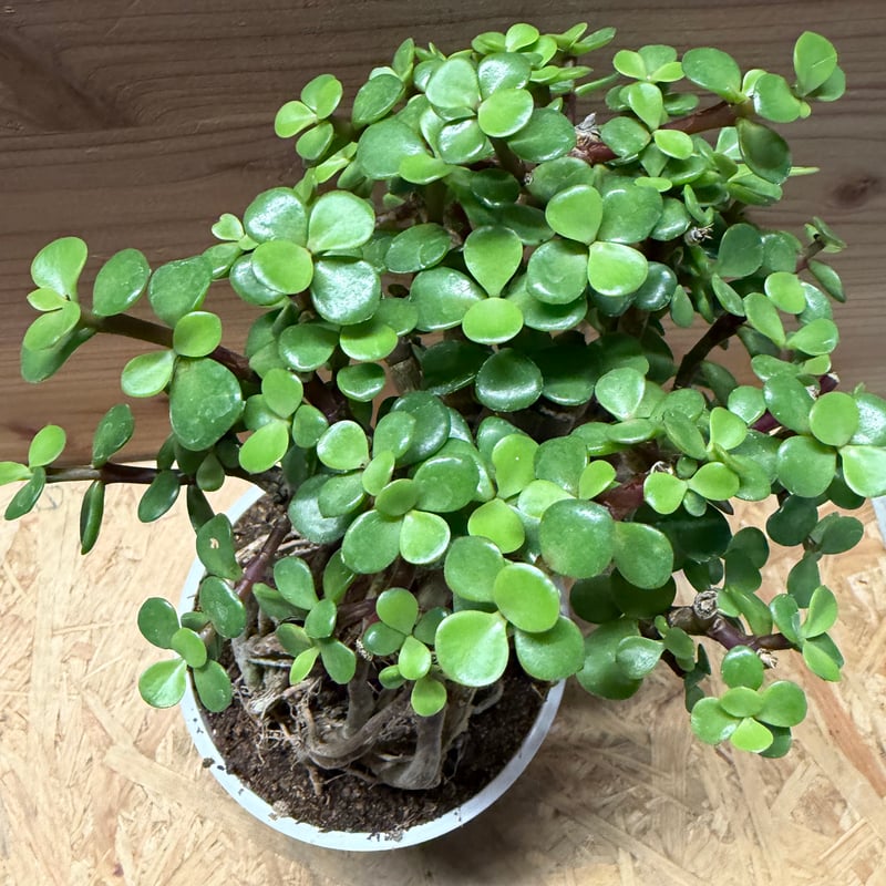 ポーチュラカリア アフラ | GREEN LUCK