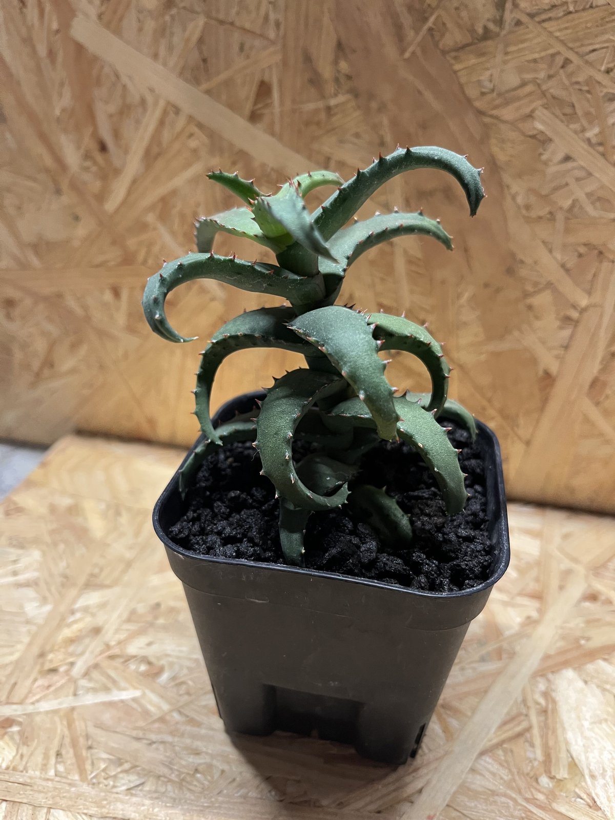 アロエ カスティロニアエ | GREEN LUCK