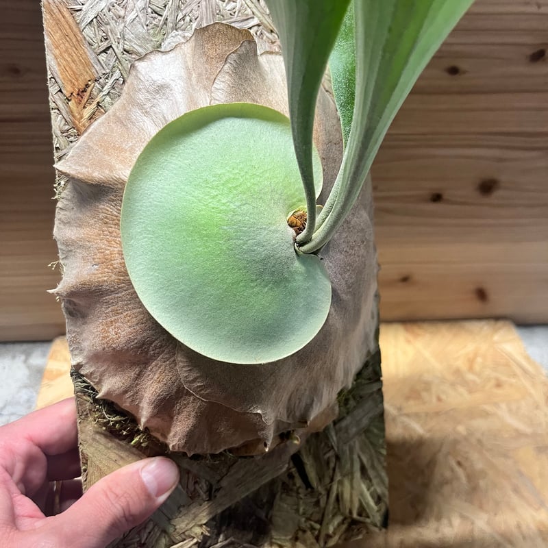 ビカクシダ yot's spore #17 | GREEN LUCK