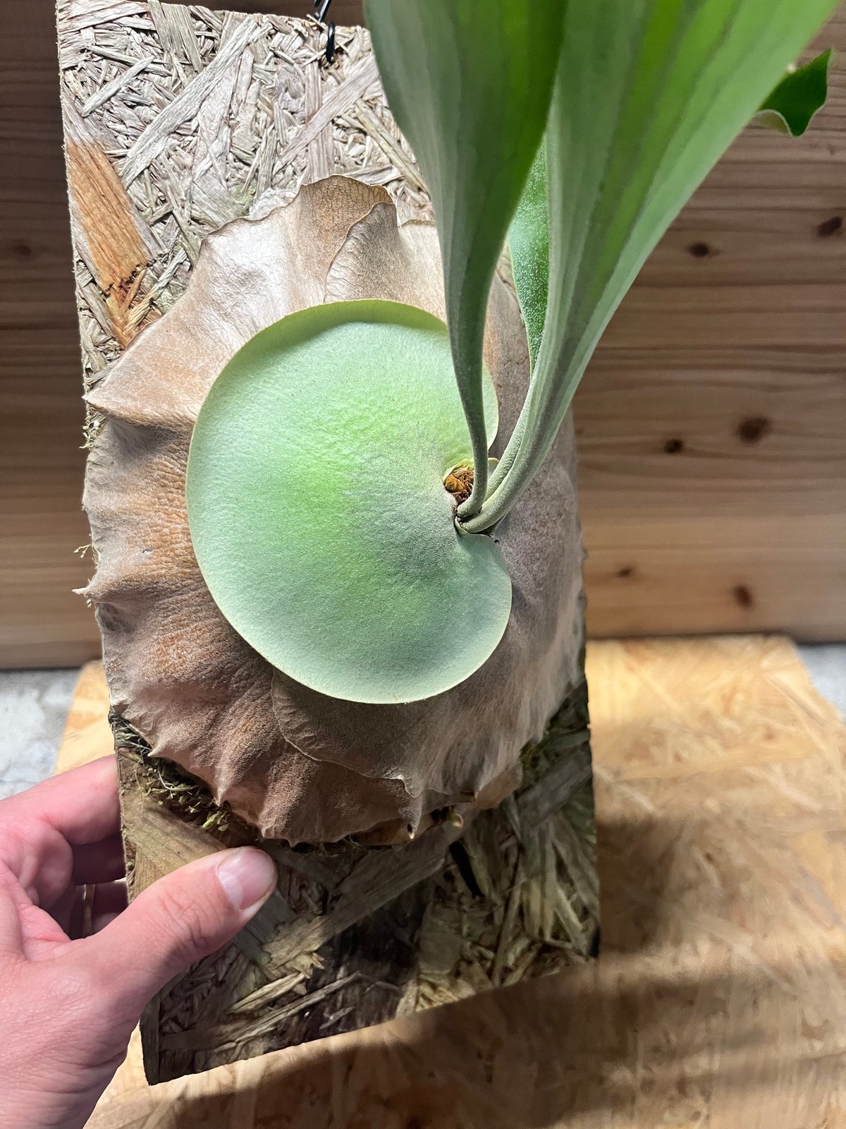 ビカクシダ yot's spore #17 | GREEN LUCK