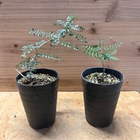 アガベ パリー ネオメキシカーナ | GREEN LUCK