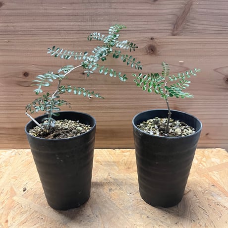 オペルクリカリアパキプス | STORES