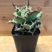 アガベ チタノタ 黒羽毛 Black Feather | GREEN LUCK