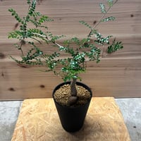 パキプス　小　根挿し3〜4年目　オペルクリカリア・パキプス　陶器鉢植え 発根済 オペルクリカリア パキプス P-49 ×【作家 小野瀬 一