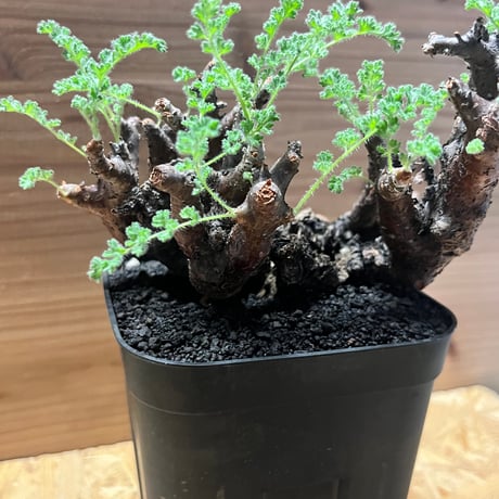 ペラルゴニウム　アルテルナンス