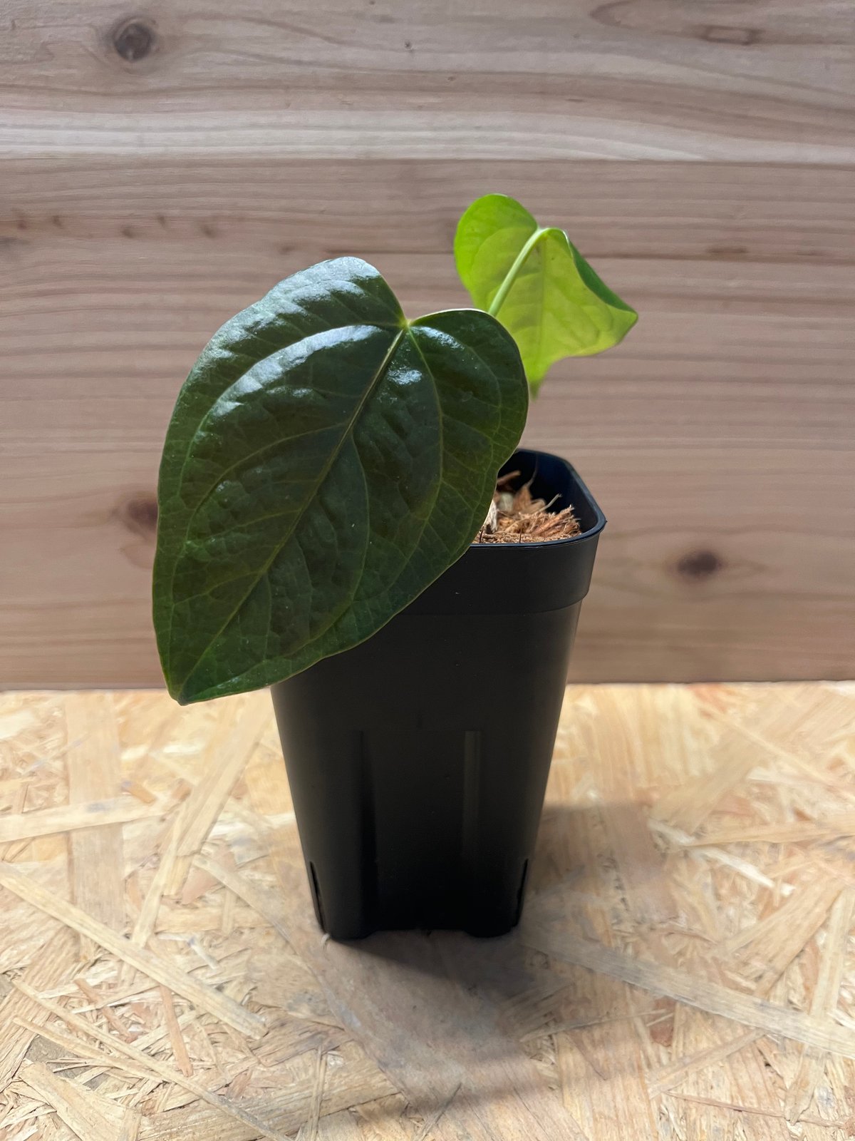 アンスリウム クイーンオブハーツ | GREEN LUCK