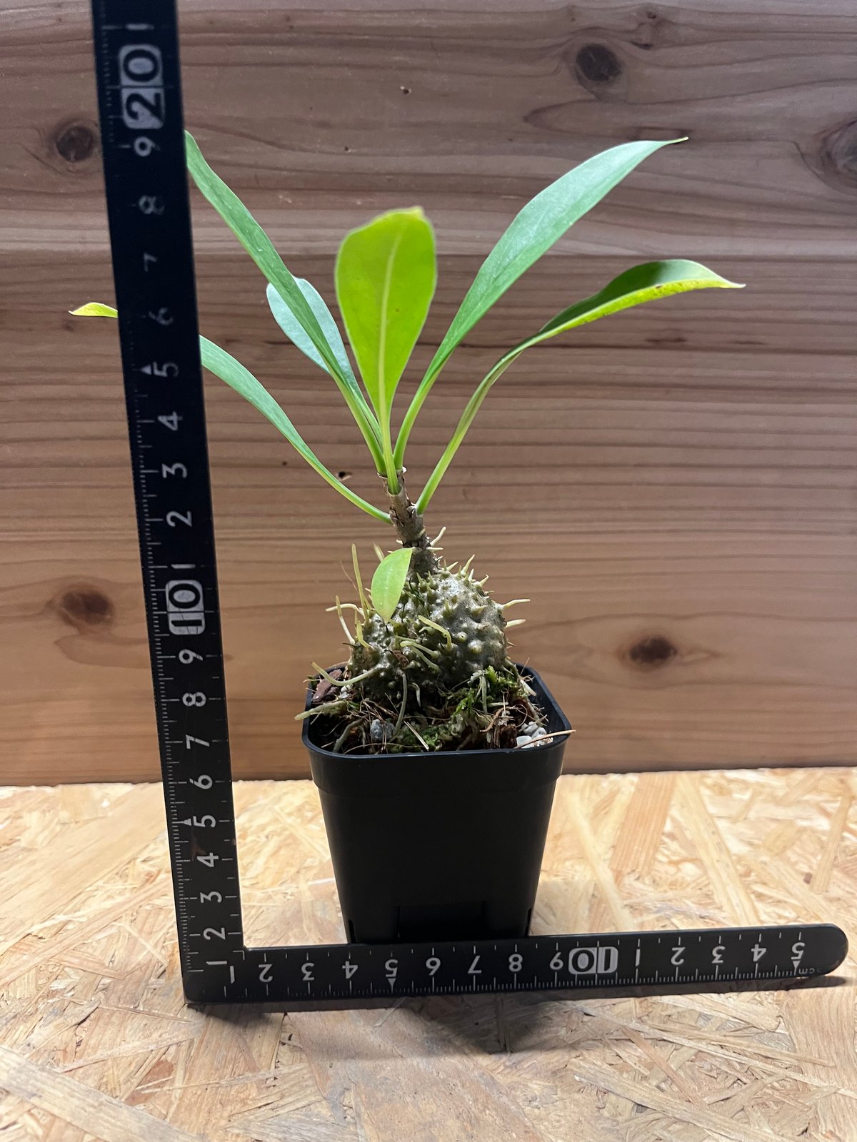 ミルメコディア ツベローサ パプアナ | GREEN LUCK