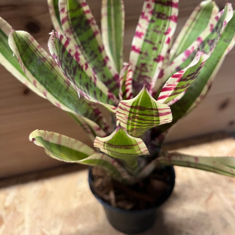 ネオレゲリア ワイルドラビット | GREEN LUCK