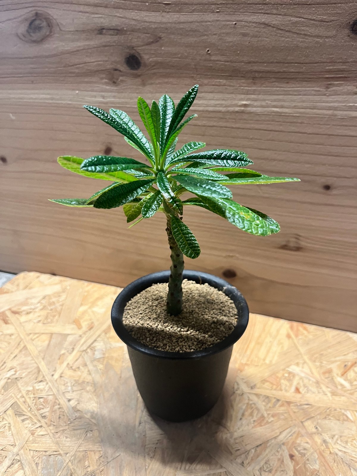 ドルステニア　ギガス ドルステニア ギガス 「Dorstenia gigas」4/26-368 | SHOUCHIKUEN