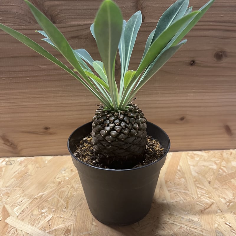 ユーフォルビア ブプレウリフォリア 鉄甲丸 | GREEN LUCK