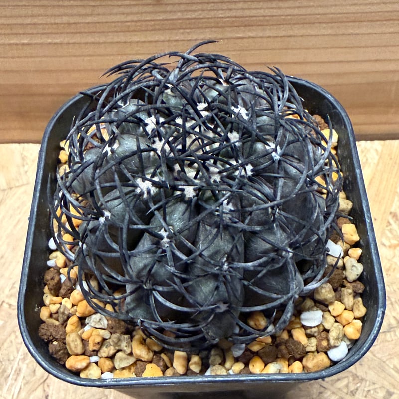 週末SALE✨現物①点限り✨超激レア✨黒棘　デュラ接降群生　コピアポア　抜き苗 コピアポア グリセオビオラセア | GREEN LUCK