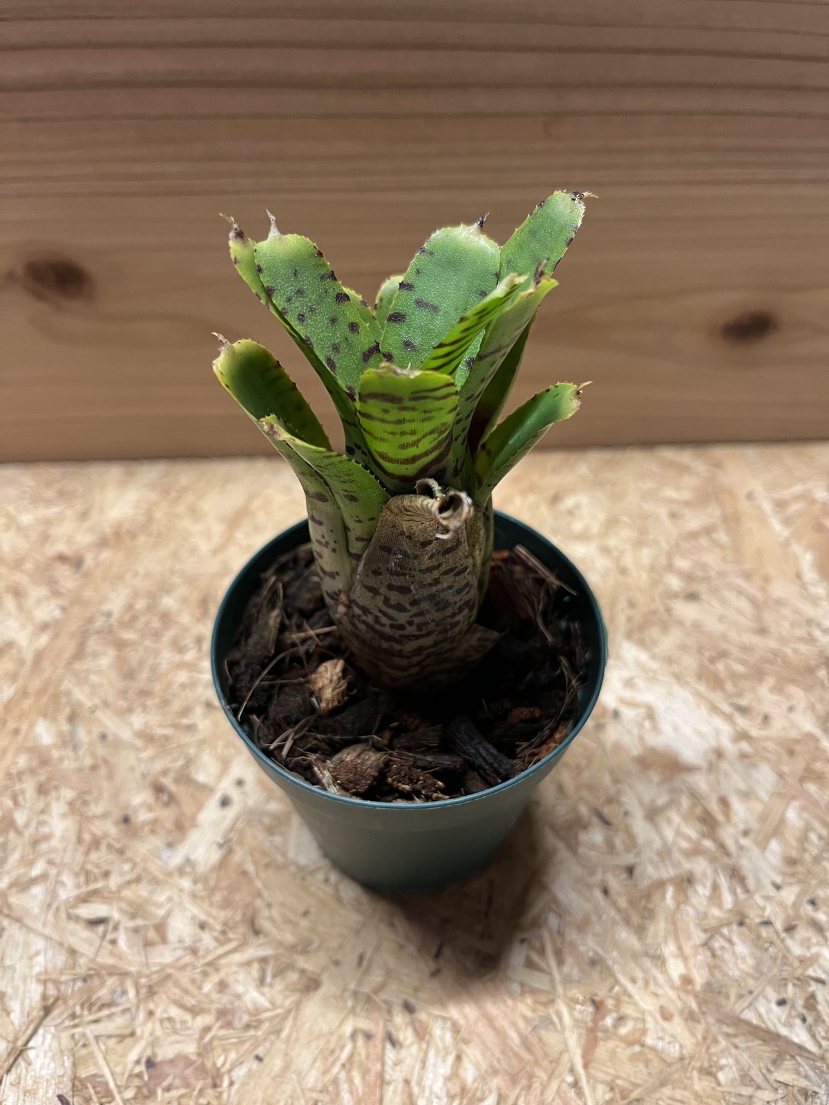 ネオレゲリア プンクタティシマ イエローフォーム | GREEN LUCK