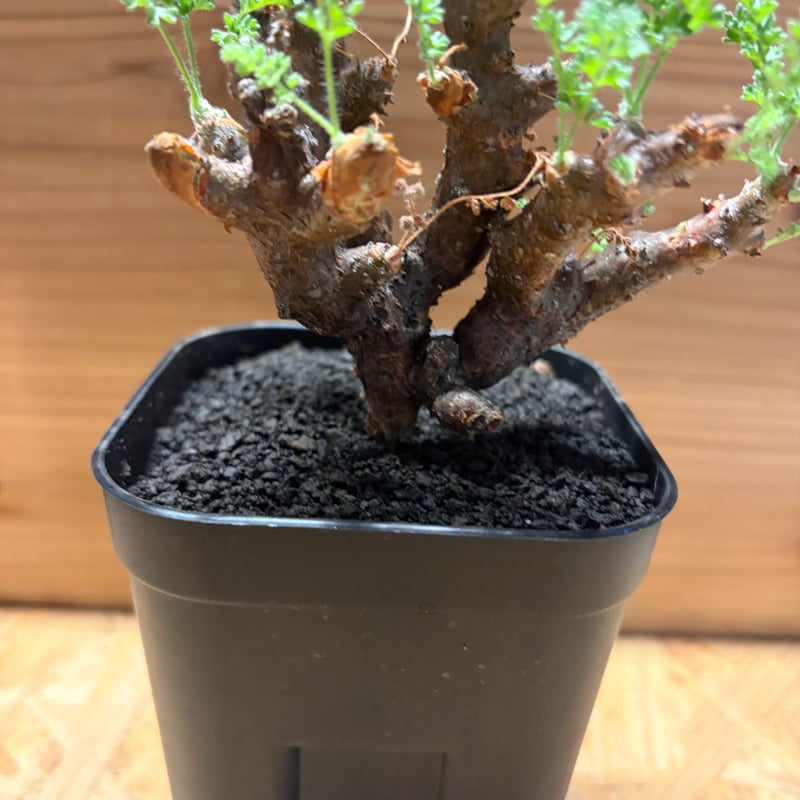 ペラルゴニウム アルテルナンス | GREEN LUCK