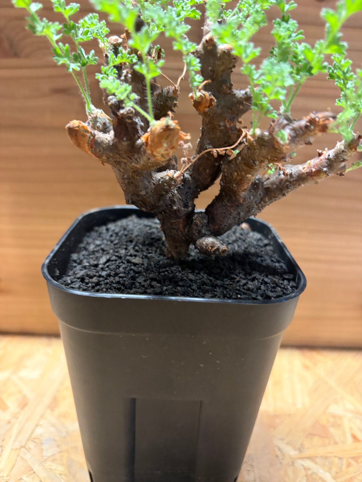 ペラルゴニウム アルテルナンス | GREEN LUCK