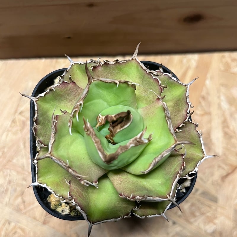 アガベ チタノタ チャム | GREEN LUCK