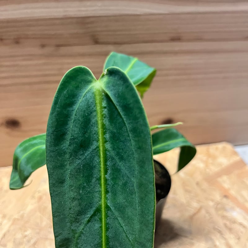 アンスリウム ワロクアナム | GREEN LUCK