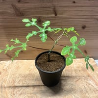 アデニア ペリエリ | GREEN LUCK