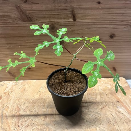 アデニアペリエリ | STORES