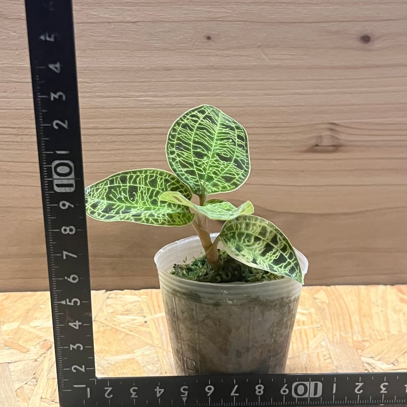 激レア　マコデスペトラ　プラチナム　希少　ジュエルオーキッド ジュエルオーキッド マコデスペトラ | GREEN LUCK