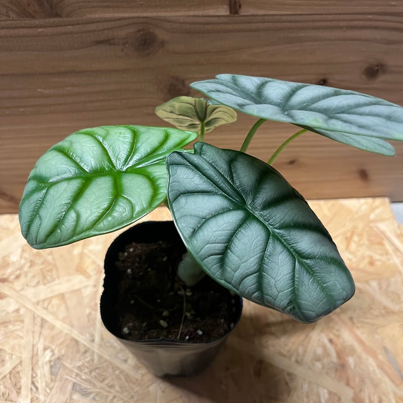 極斑 アロカシア シルバードラゴン アルボ 希少種 アロカシア シルバードラゴン 観葉植物 耐陰性植物 希少