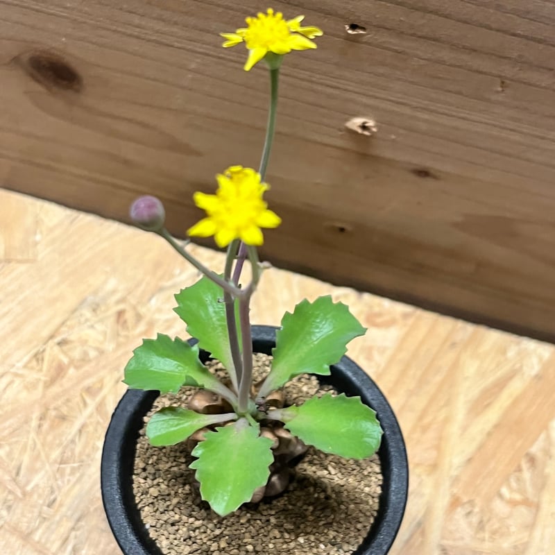 【鉢のまま発送】オトンナ へレー 現品限り】オトンナ・ヘレー 蛮鬼塔【AJ62】 Othonna herrei【植物