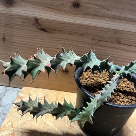 ユーフォルビア　トルチラマ