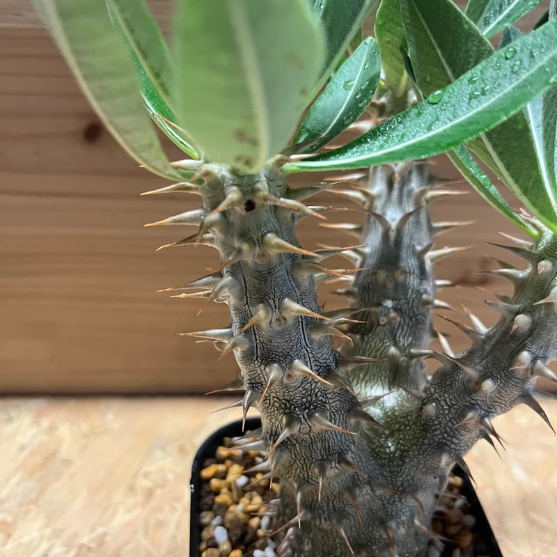 パキポディウムデンシフローラム パキポディウム・デンシフローラムの基本情報・育て方｜多肉植物