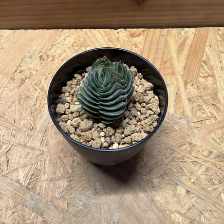 クラッスラ　キムナッキー
