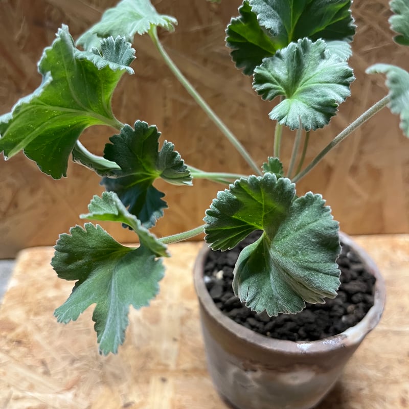 ペラルゴニウム ミラビレ×伝市鉢 穴窯 | GREEN LUCK