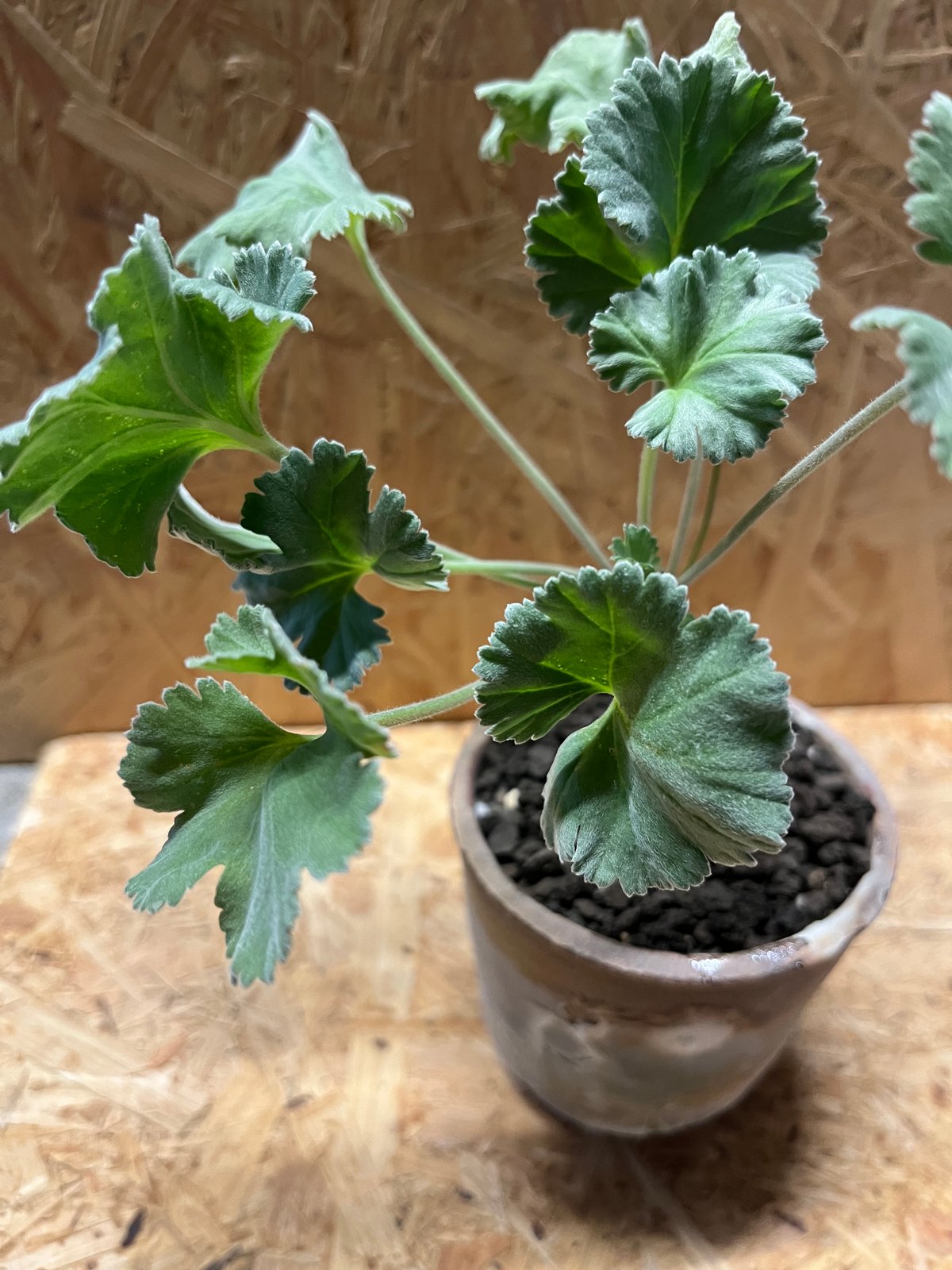 ペラルゴニウム ミラビレ×伝市鉢 穴窯 | GREEN LUCK