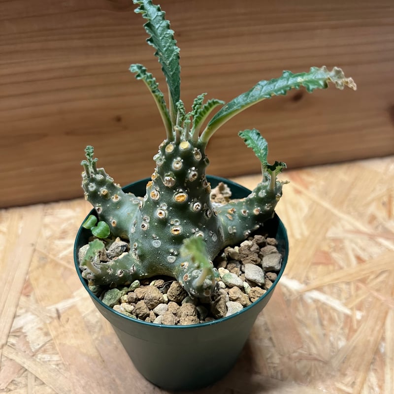 ドルステニア ラブラニー | GREEN LUCK